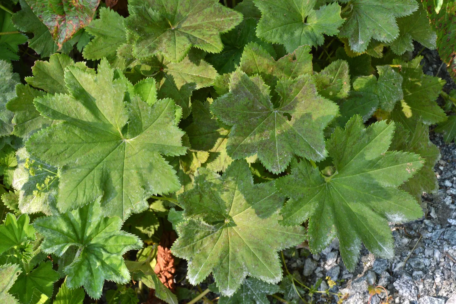 Lady's Mantle (Alchemilla Sp.) — Lady's Mantle (Alchemilla sp.) is a charming perennial known for its scalloped