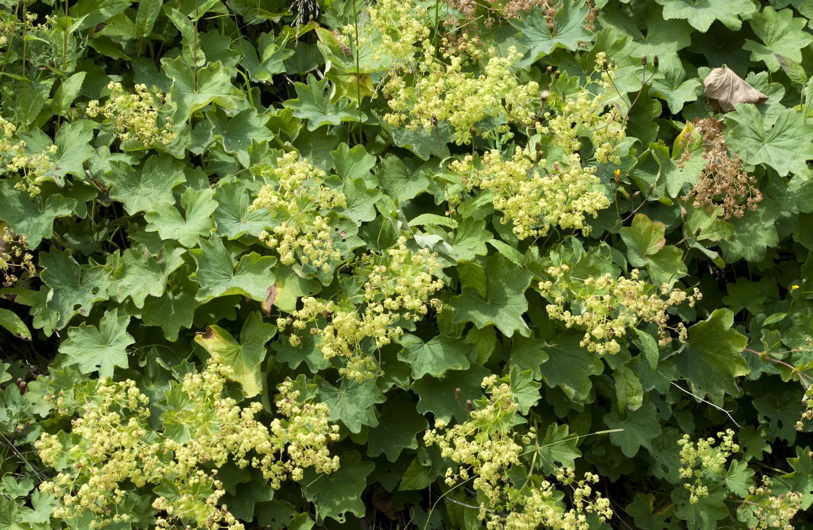 Lady's Mantle (Alchemilla Sp.) — Typically ranging from 12 to 18 inches in height