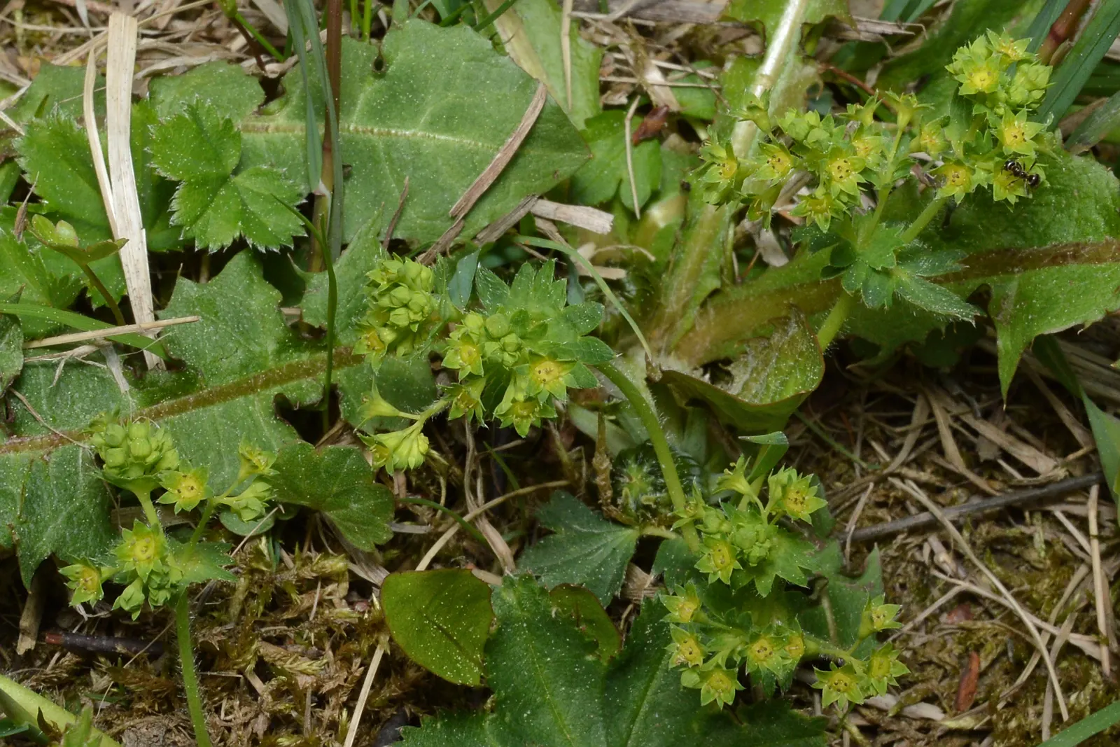Lady's Mantle (Alchemilla Sp.) — adding a delicate contrast to the garden palette.<br><br>Hardy in USDA Zones 3 to 8