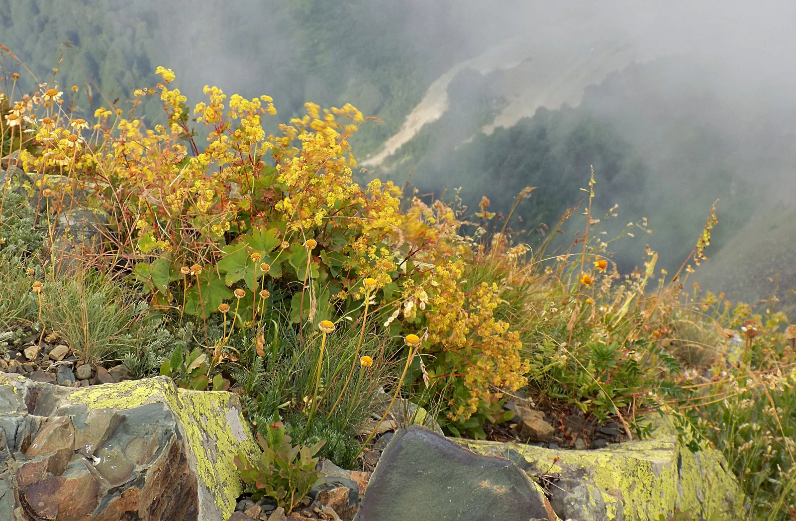 Lady's Mantle (Alchemilla Sp.) — The leaves' soft green hue provides a lush backdrop for the frothy clusters of tiny