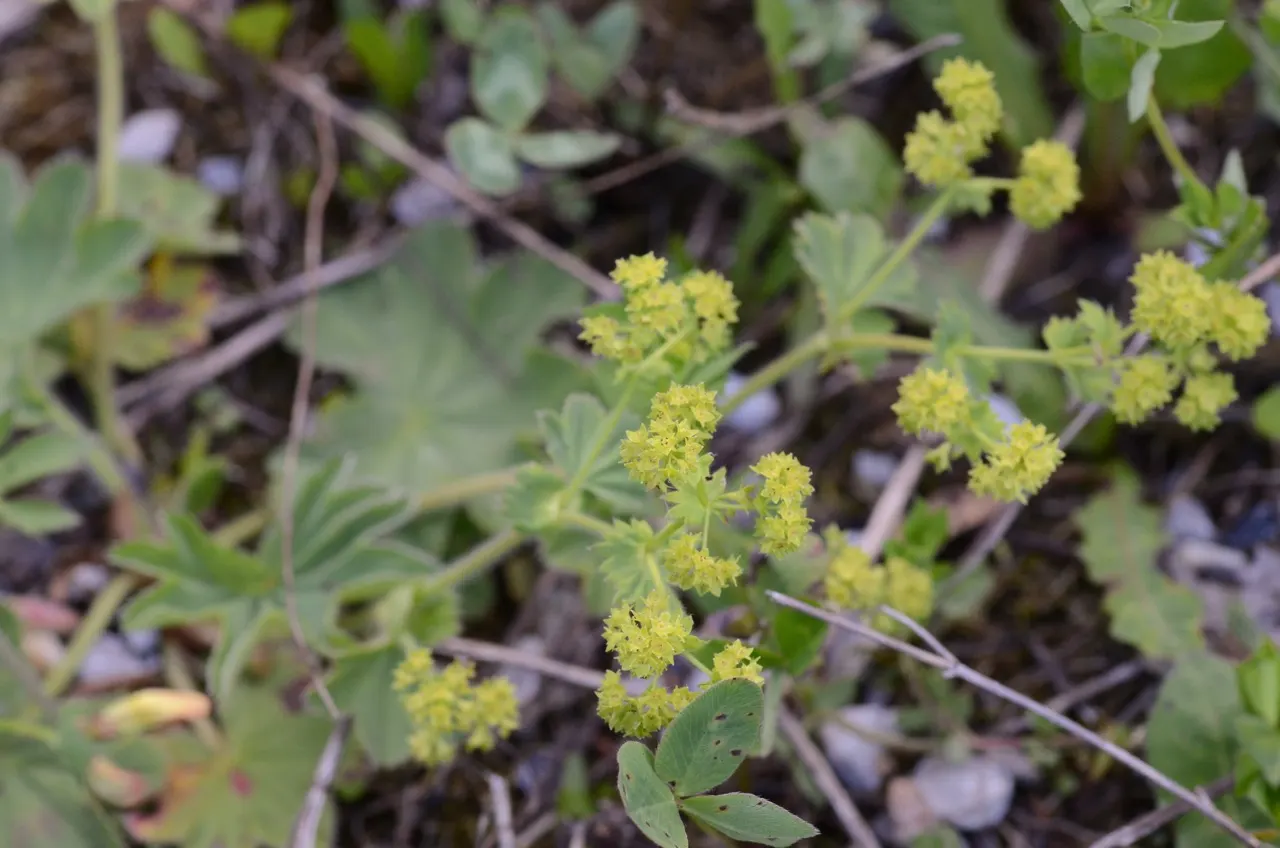 Lady's Mantle (Alchemilla Sp.) — It can tolerate some drought once established