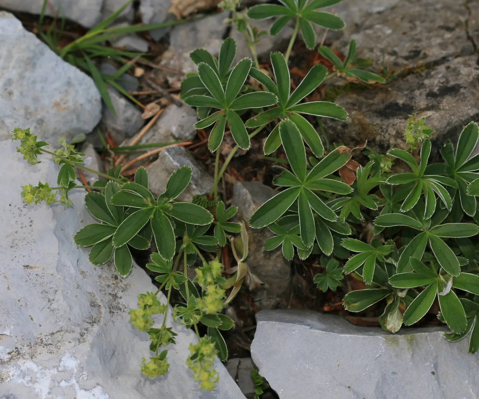 Lady's Mantle (Alchemilla Sp.) — Lady's Mantle is also esteemed for its use in floral arrangements