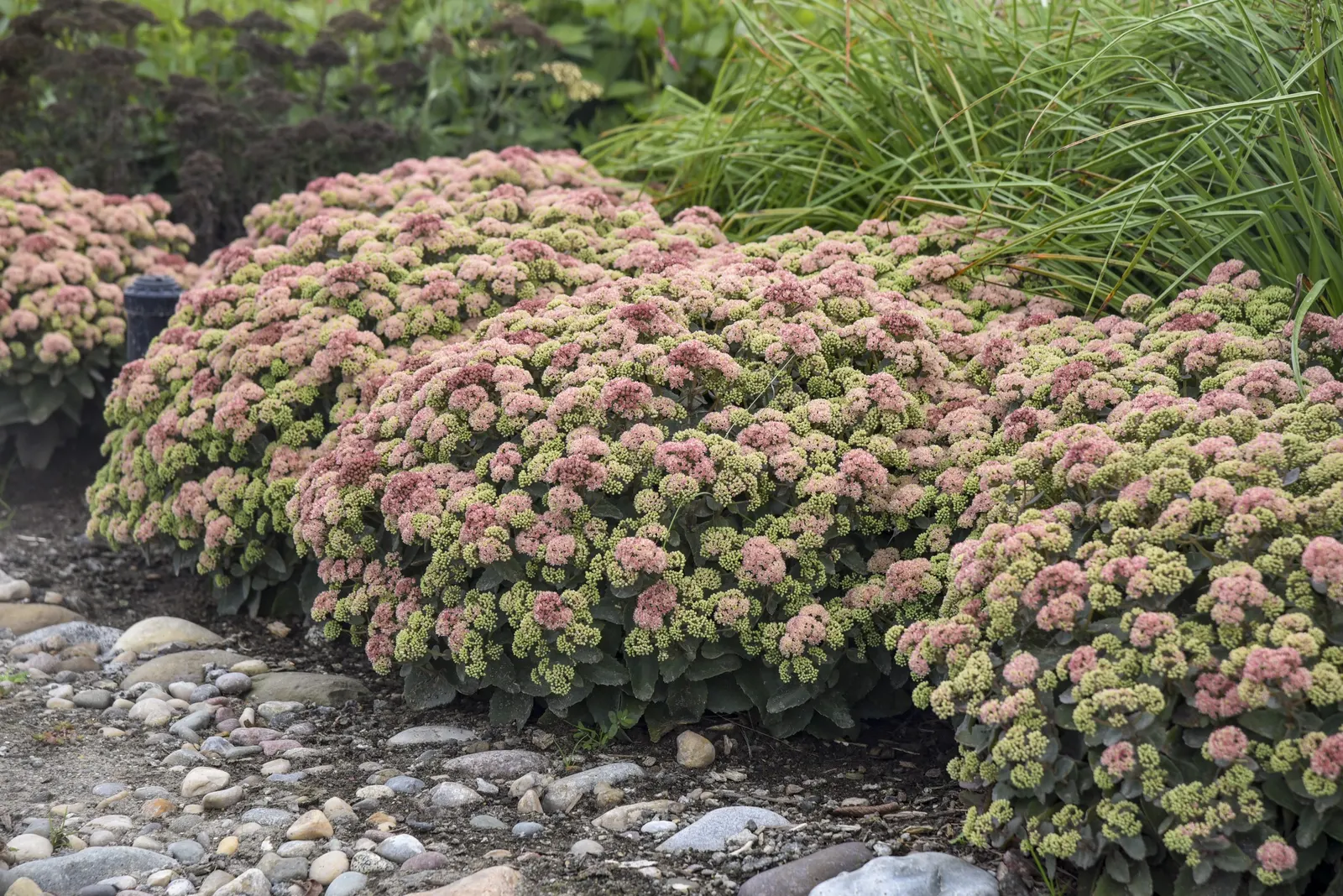 'Coraljade' Stonecrop (Sedum hybrid) — The Sedum hybrid 'Coraljade' is an upright Proven Winners® stonecrop with rich green succulent leaves