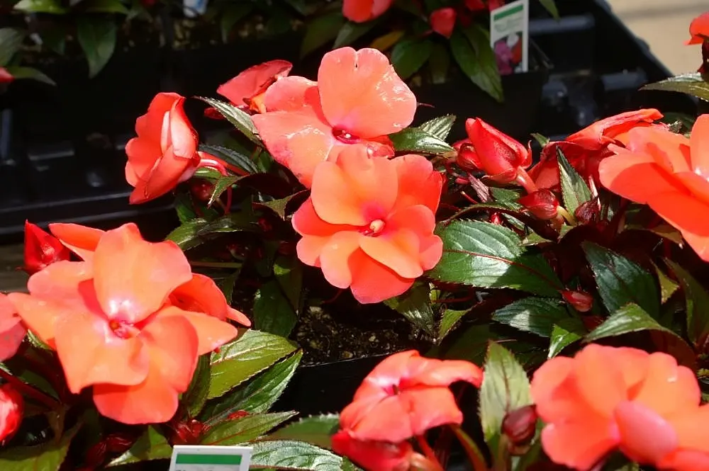New Guinea Impatiens (Impatiens X 'New Guinea') — The plant's leaves themselves are eye-catching; lavender and orange and pink and purple and red and white