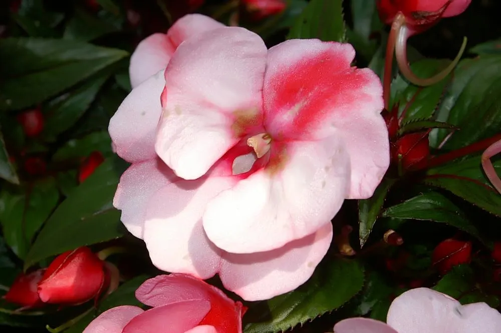 New Guinea Impatiens (Impatiens X 'New Guinea') — these shade-tolerant plants thrive in rich; when creating your landscape design