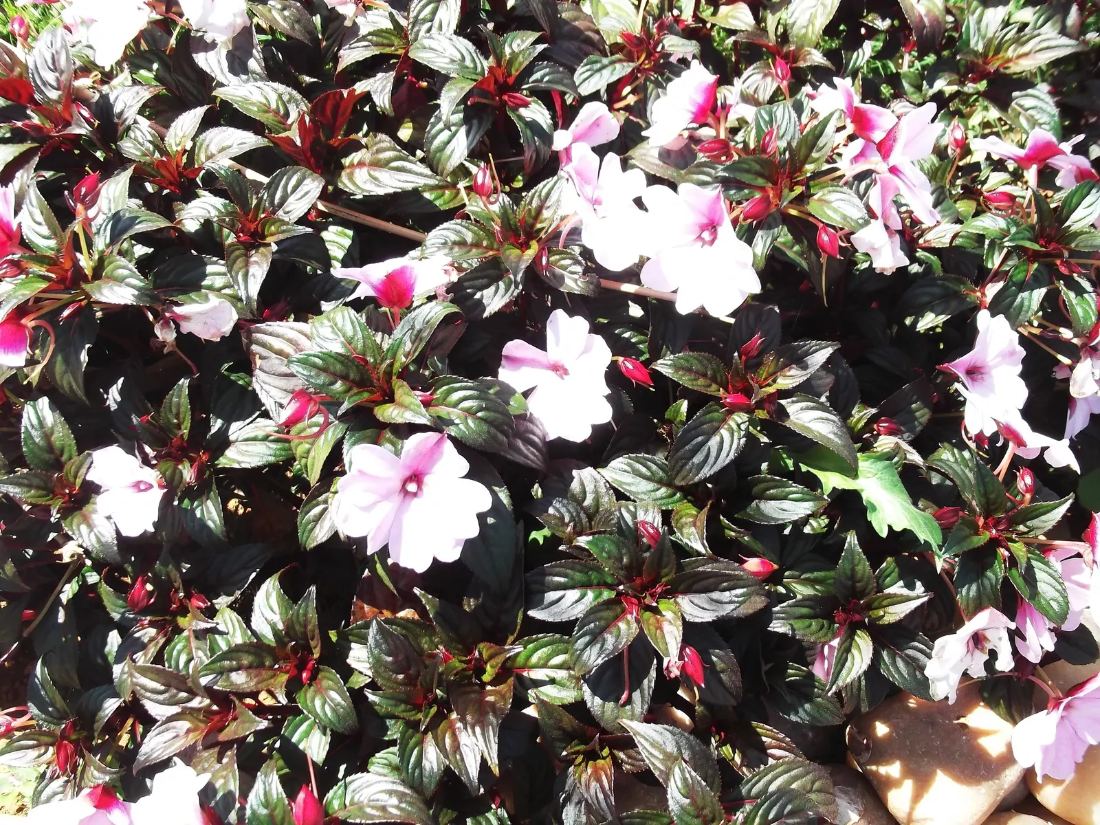 New Guinea Impatiens (Impatiens X 'New Guinea') — these plants are generally free from serious pests and diseases