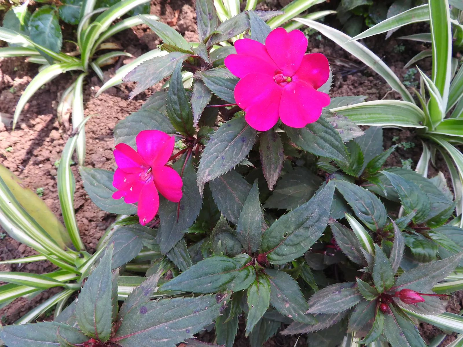New Guinea Impatiens (Impatiens X 'New Guinea') — these shade-tolerant plants thrive in rich; when creating your landscape design, image 72
