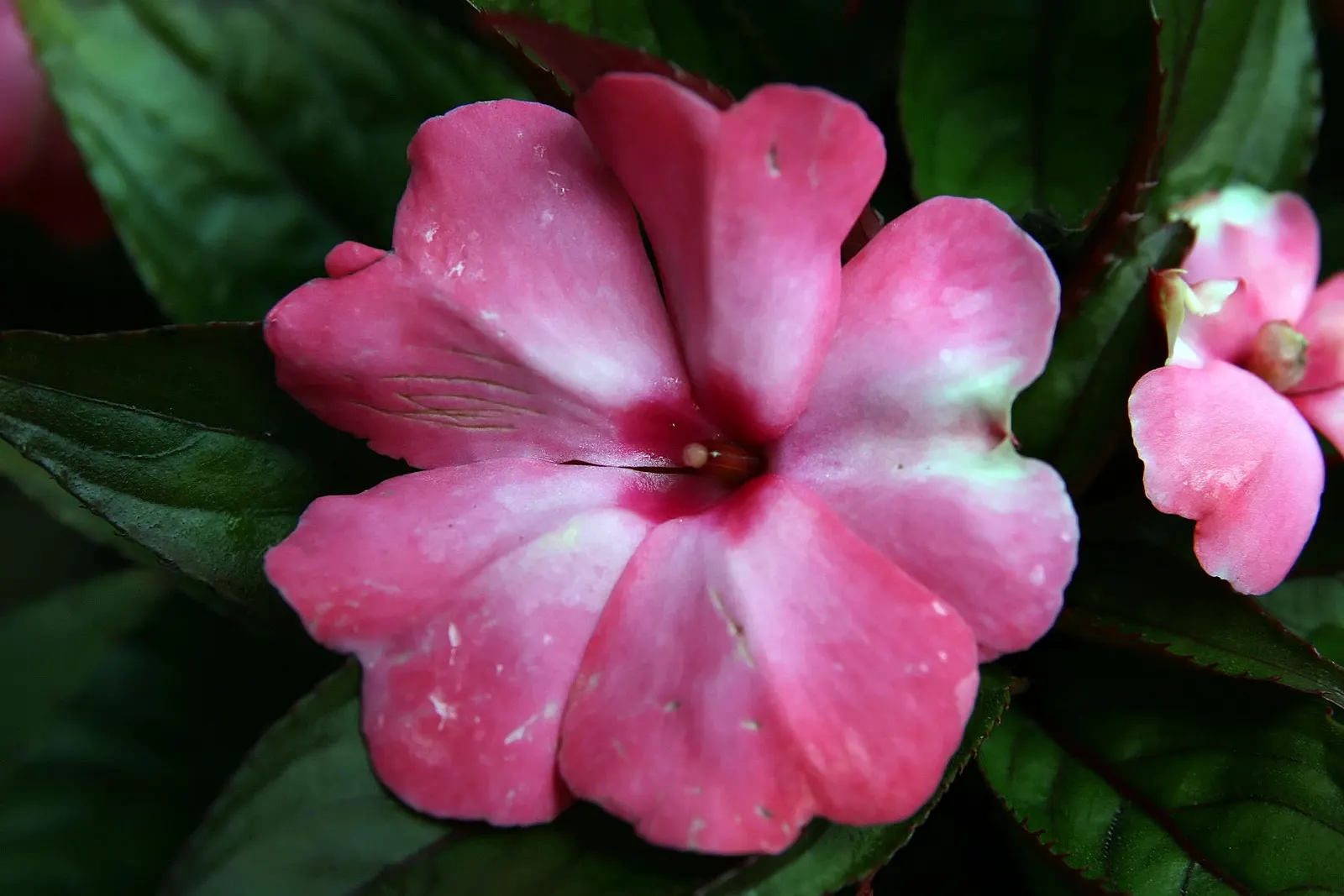 New Guinea Impatiens (Impatiens X 'New Guinea') — and hanging baskets with minimal maintenance