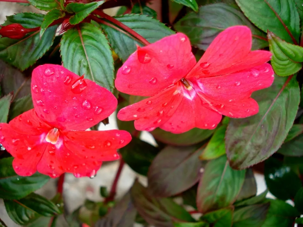 New Guinea Impatiens (Impatiens X 'New Guinea') — The plant's leaves themselves are eye-catching; lavender and orange and pink and purple and red, image 56
