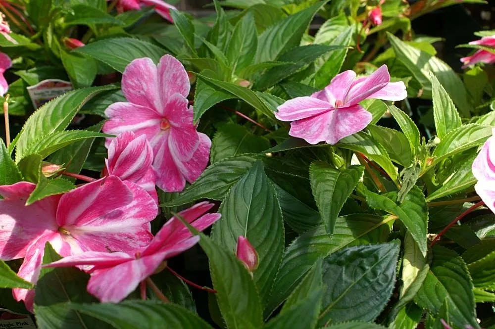 New Guinea Impatiens (Impatiens X 'New Guinea') — Ideal for USDA Hardiness Zones 10-12
