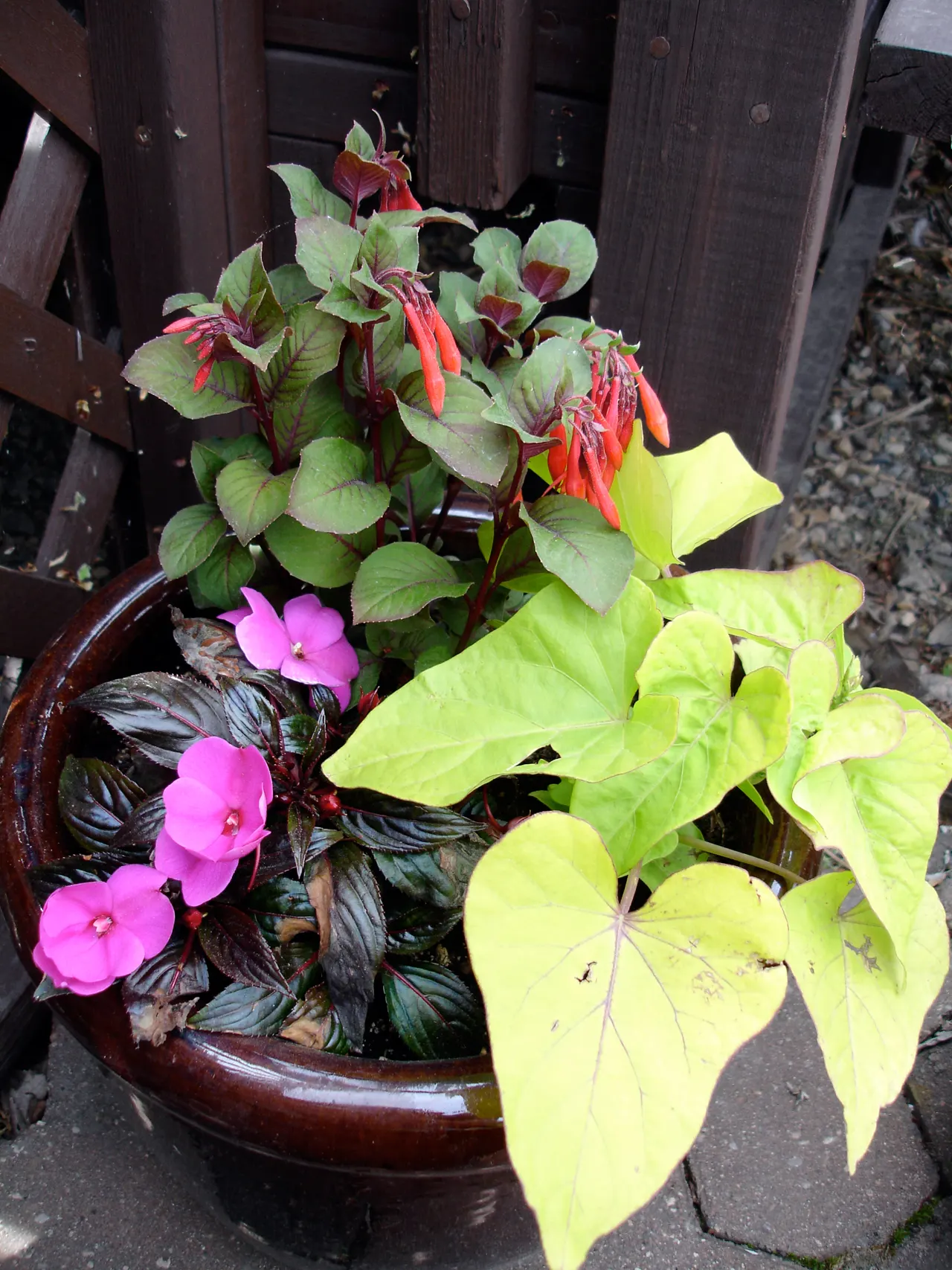 New Guinea Impatiens (Impatiens X 'New Guinea') — and hanging baskets with minimal maintenance; annual / perennial for half or shade