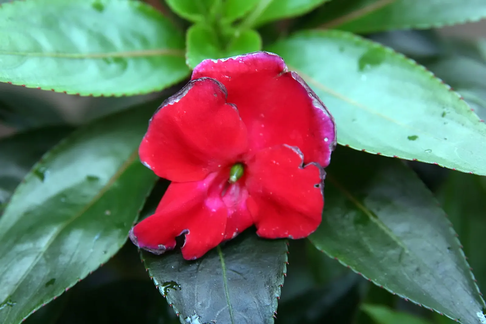 New Guinea Impatiens (Impatiens X 'New Guinea') — these plants are generally free from serious pests and diseases; making them a low-maintenance, image 62
