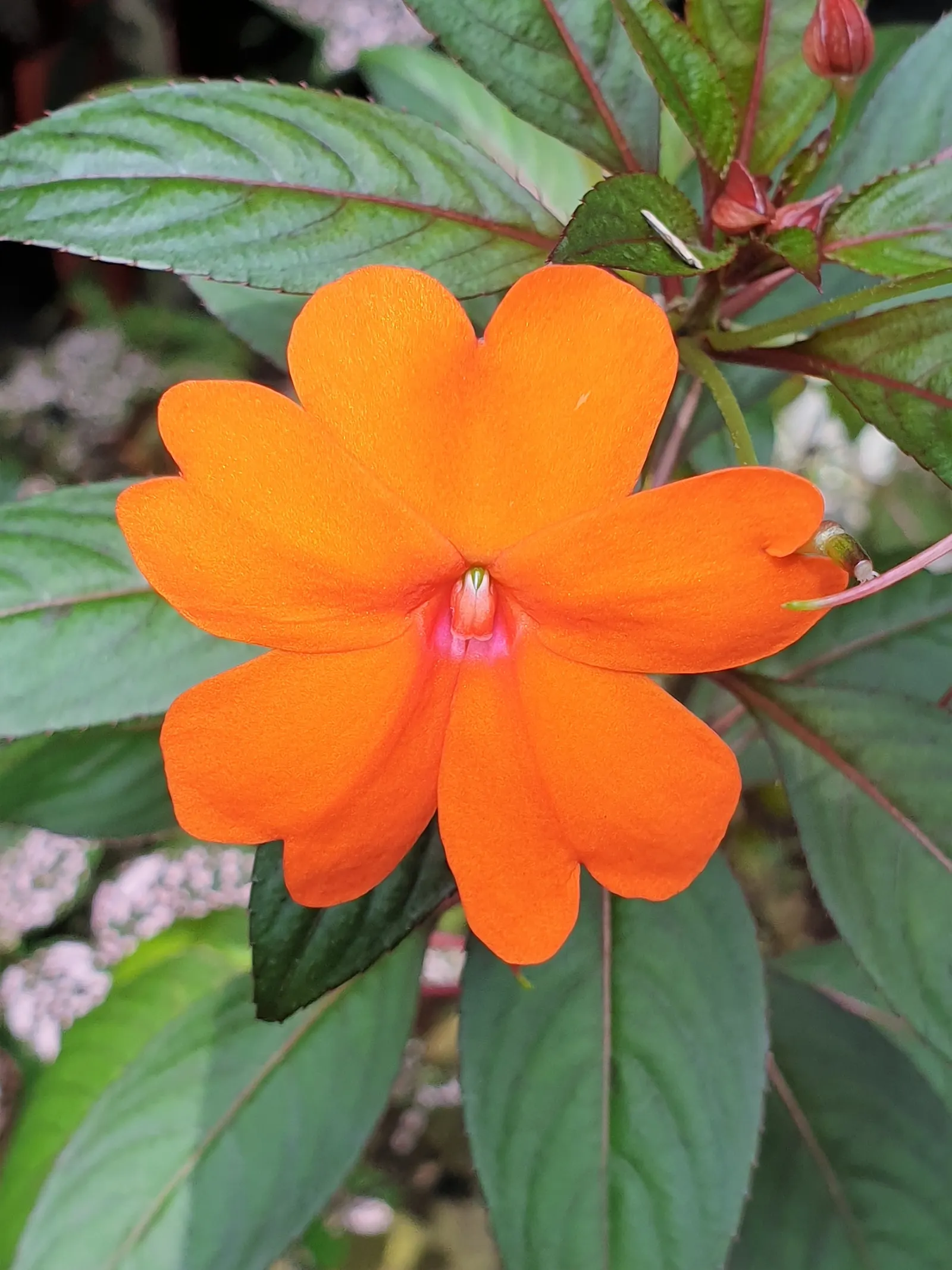 New Guinea Impatiens (Impatiens X 'New Guinea') — When creating your landscape design; grown for their strikingly large flowers and broad, image 64