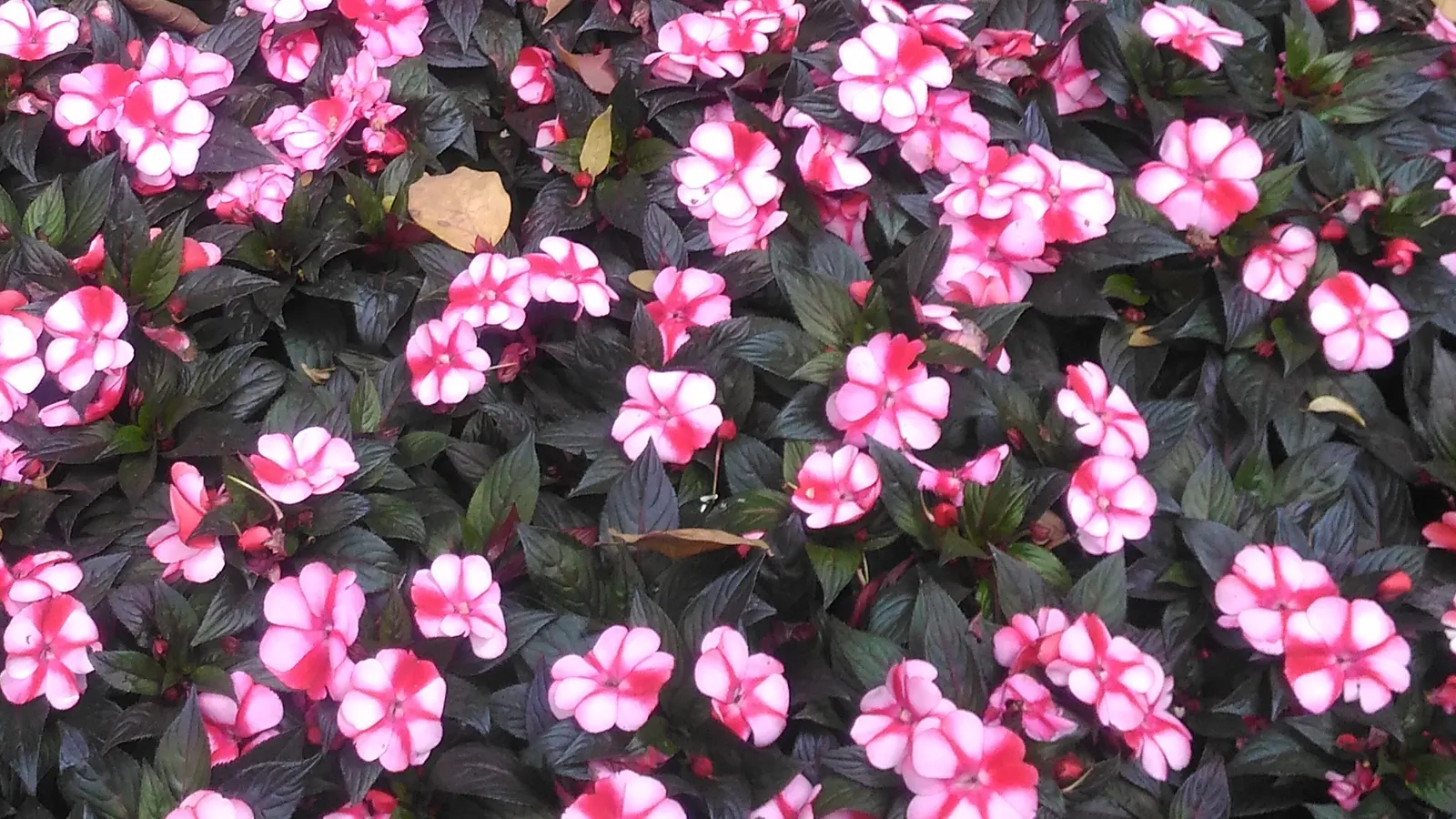 New Guinea Impatiens (Impatiens X 'New Guinea') — these annuals flourish in a range of conditions but prefer partial to full shade; while they are, image 55