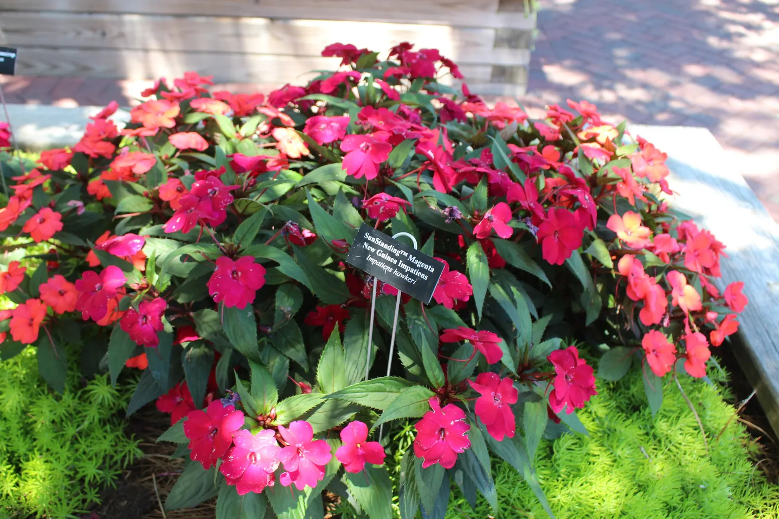 New Guinea Impatiens (Impatiens X 'New Guinea') — often exhibiting a glossy texture with shades of green or even bronze undertones.<br><br>For best results