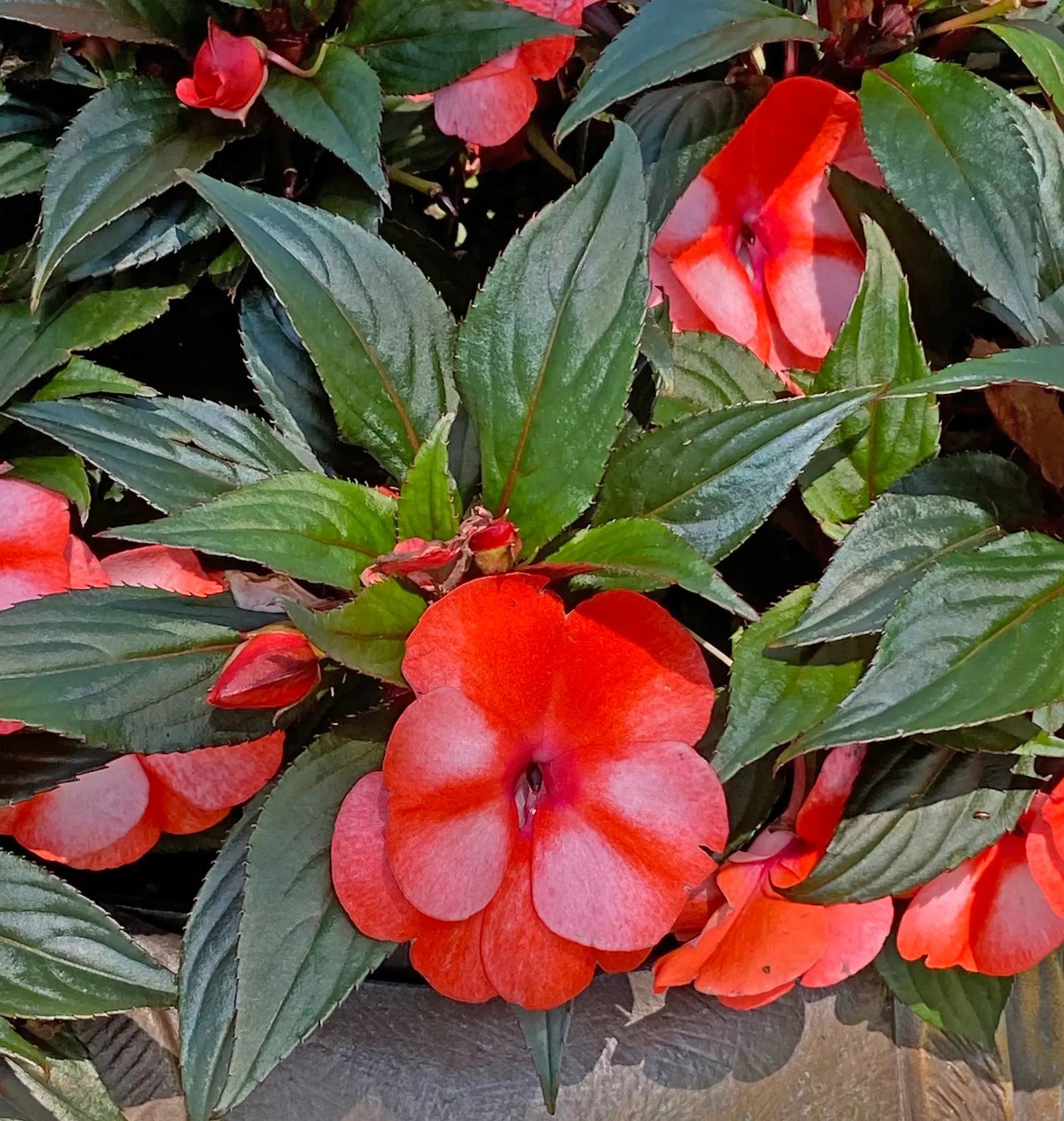 New Guinea Impatiens (Impatiens X 'New Guinea') — or hanging baskets to enliven your client's outdoor space