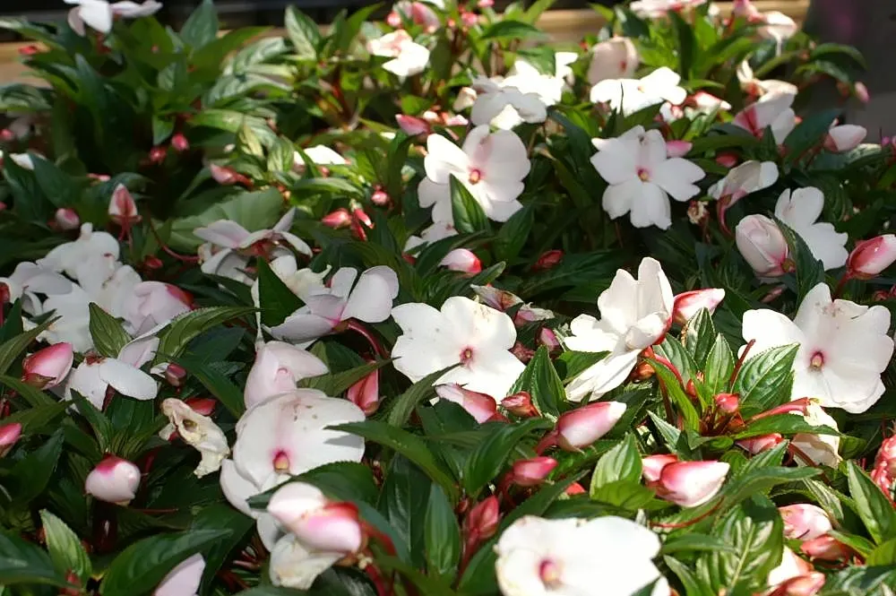 New Guinea Impatiens (Impatiens X 'New Guinea') — lavender and orange and pink and purple and red and white flowers in the garden