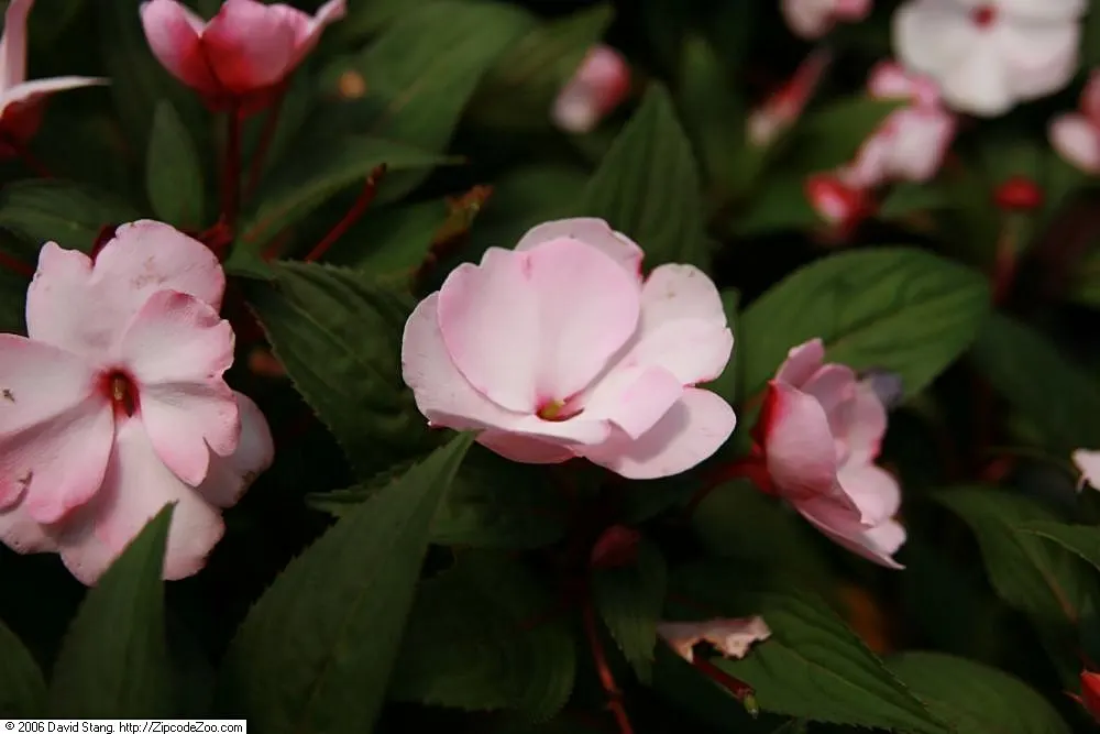 New Guinea Impatiens (Impatiens X 'New Guinea') — these shade-tolerant plants thrive in rich; when creating your landscape design, image 49