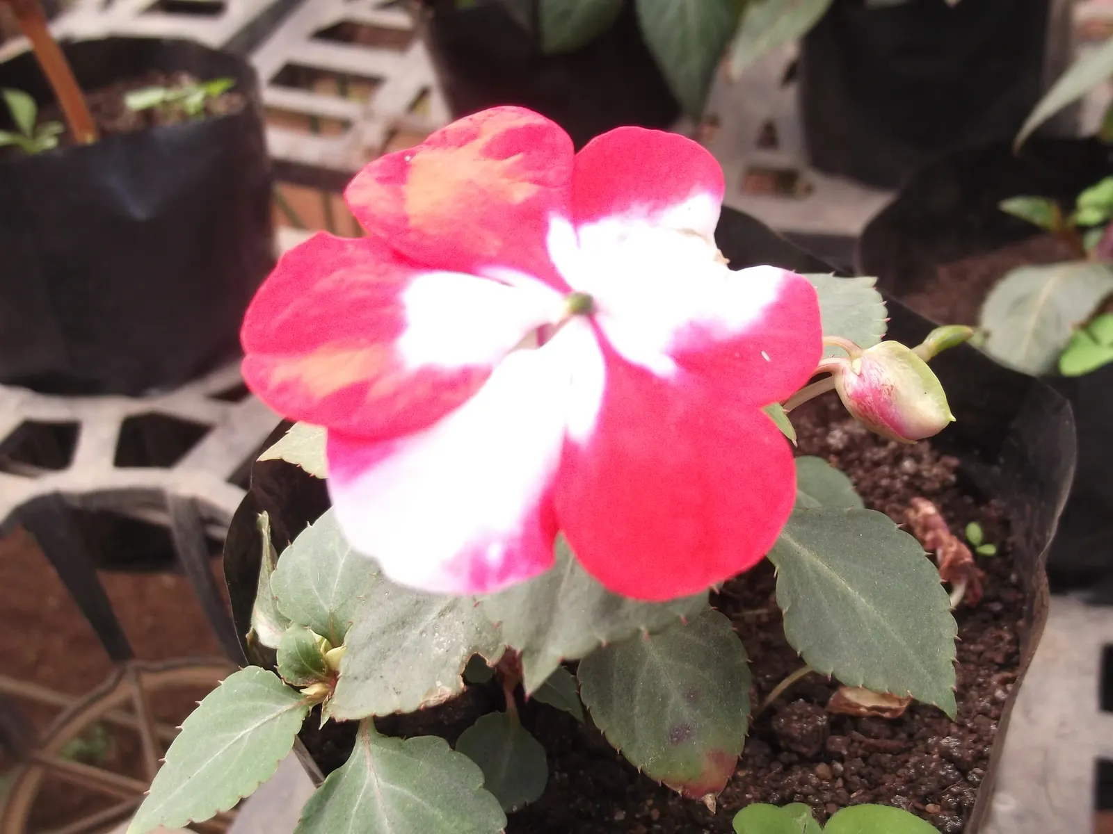 New Guinea Impatiens (Impatiens X 'New Guinea') — When creating your landscape design; grown for their strikingly large flowers and broad