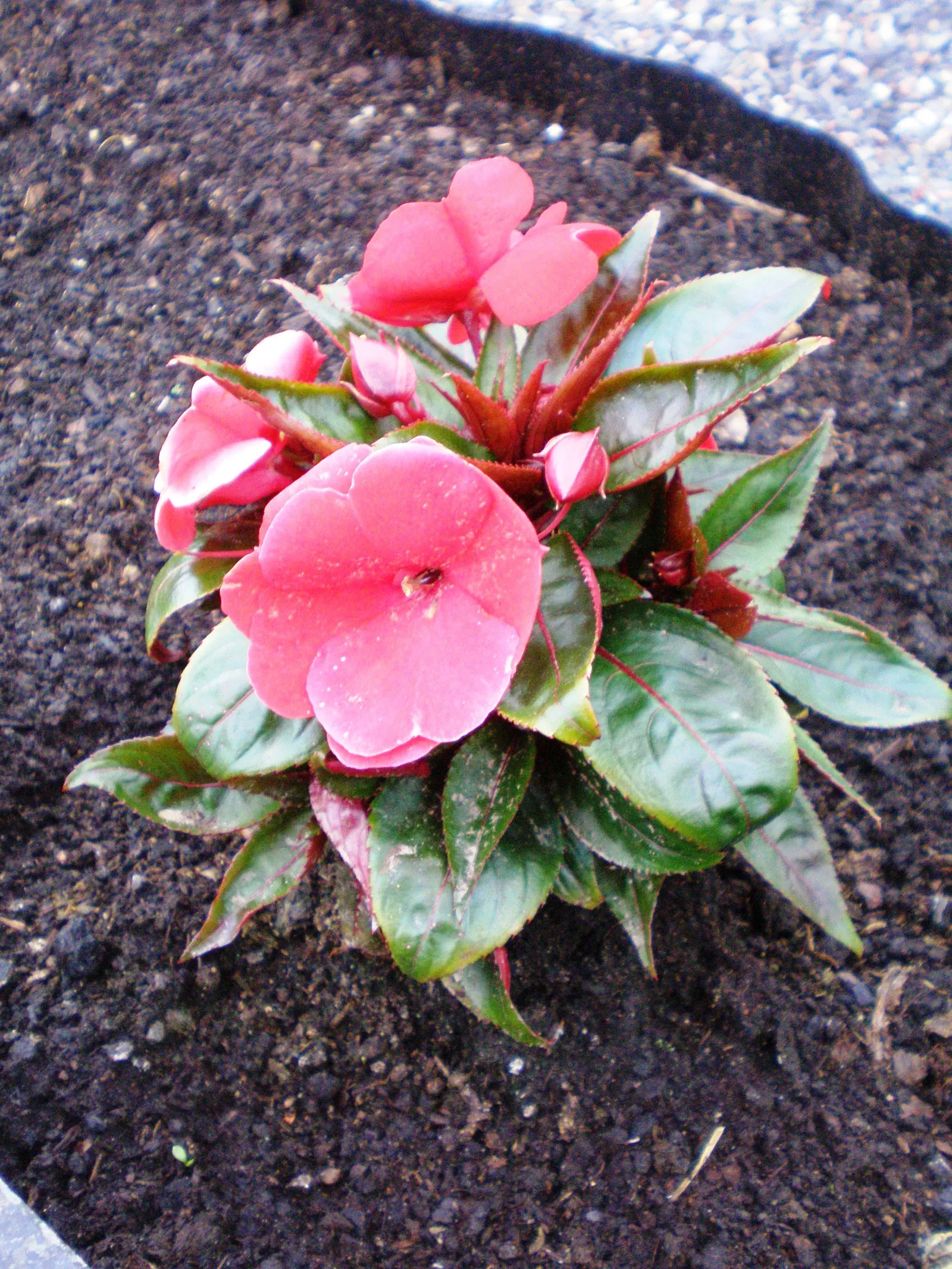 New Guinea Impatiens (Impatiens X 'New Guinea') — herbaceous perennials popular for their lush foliage and bright; ideal for USDA Hardiness Zones, image 47