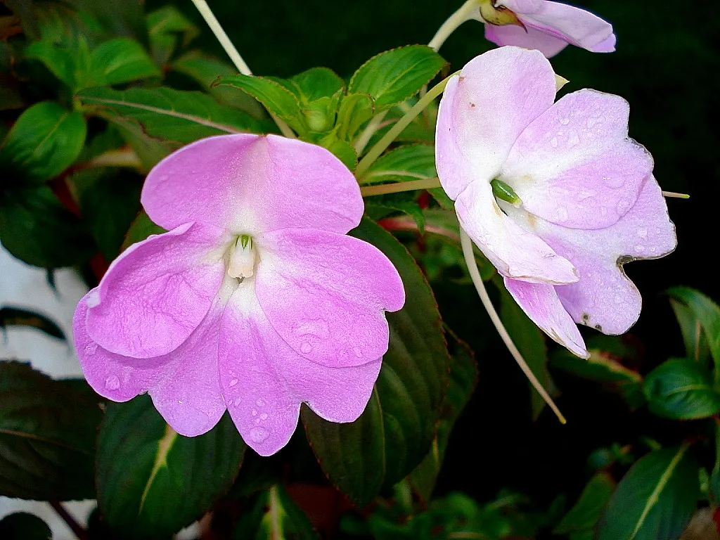 New Guinea Impatiens (Impatiens X 'New Guinea') — providing a continual splash of color to garden beds