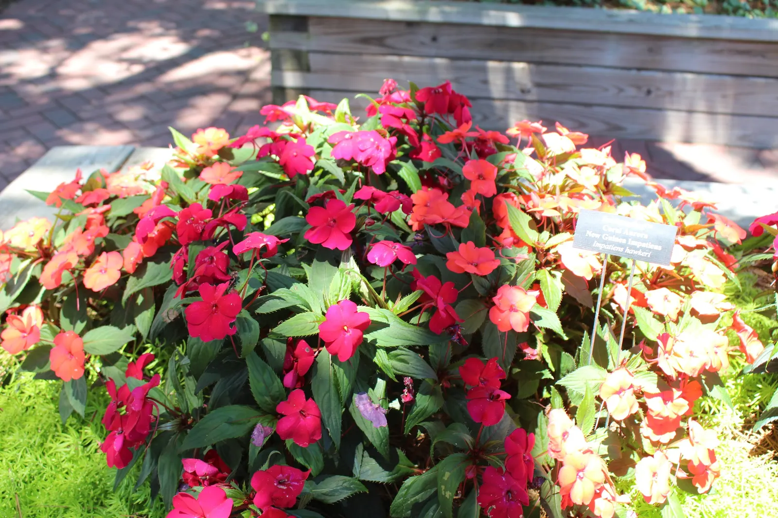 New Guinea Impatiens (Impatiens X 'New Guinea') — Grown for their strikingly large flowers and broad