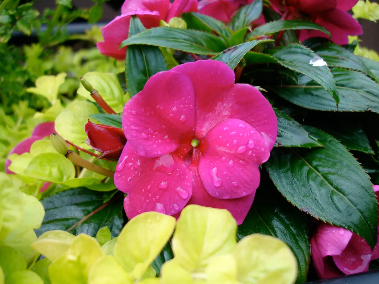 New Guinea Impatiens (Impatiens X 'New Guinea') — Ideal for USDA Hardiness Zones 10-12; typically reaching heights of 12-24 inches, image 73