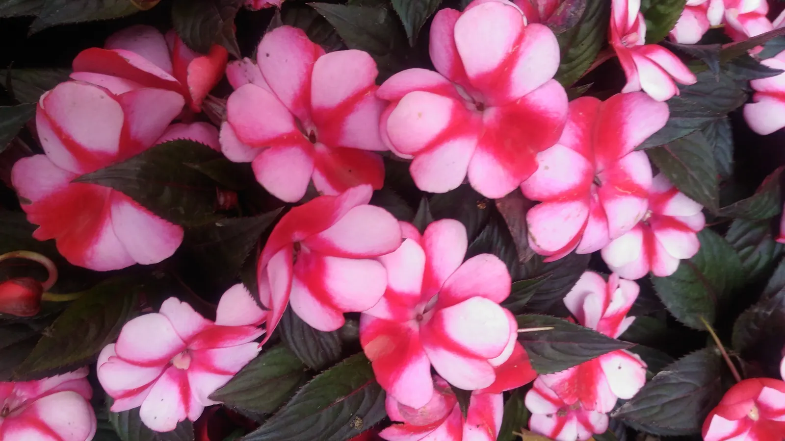 New Guinea Impatiens (Impatiens X 'New Guinea') — providing a continual splash of color to garden beds; these plants are generally free from, image 52