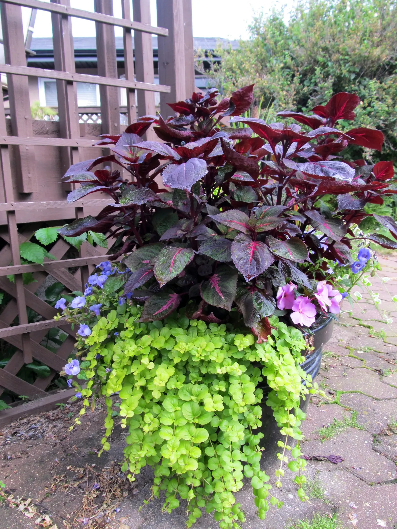 New Guinea Impatiens (Impatiens X 'New Guinea') — often exhibiting a glossy texture with shades of green or even bronze undertones.<br><br>For best, image 34