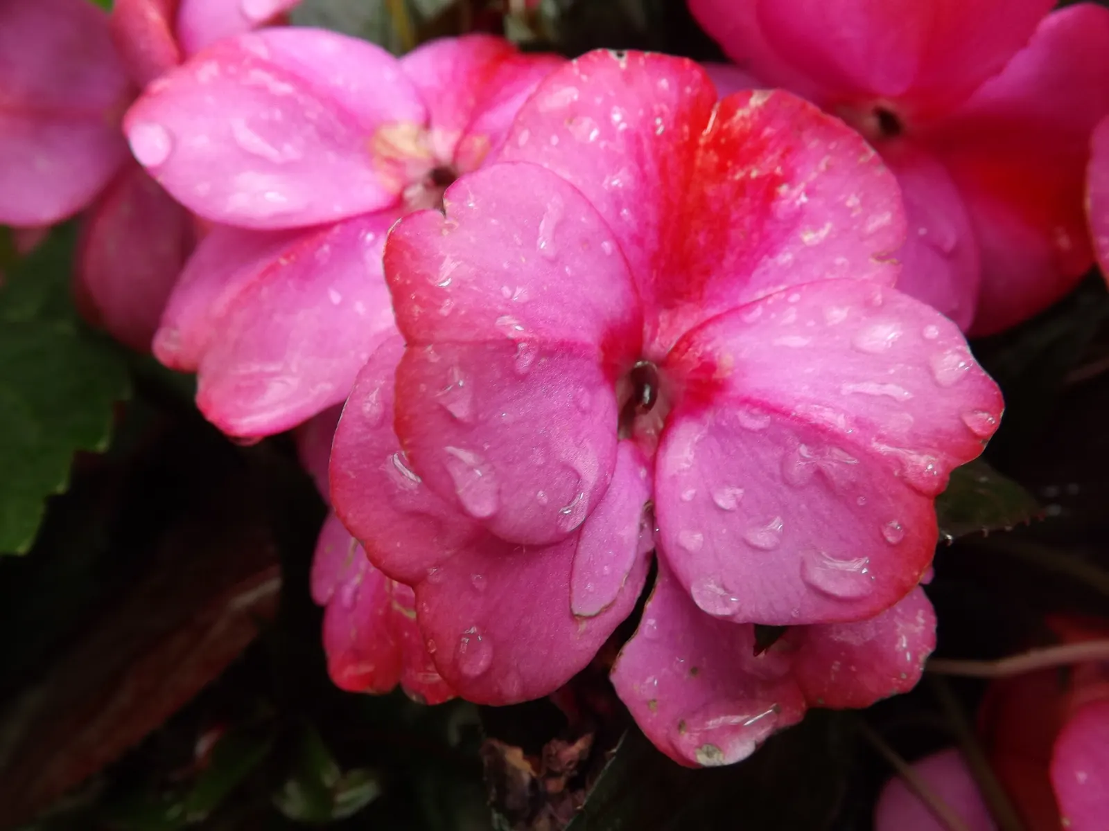 New Guinea Impatiens (Impatiens X 'New Guinea') — or hanging baskets to enliven your client's outdoor space; annual / perennial with lavender and, image 66