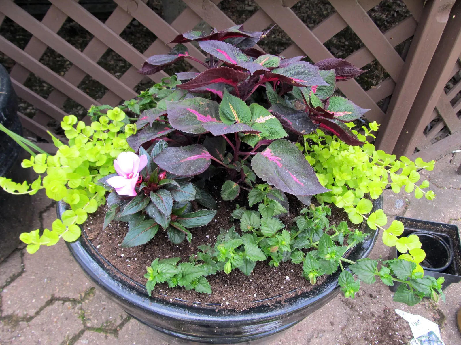 New Guinea Impatiens (Impatiens X 'New Guinea') — Typically reaching heights of 12-24 inches