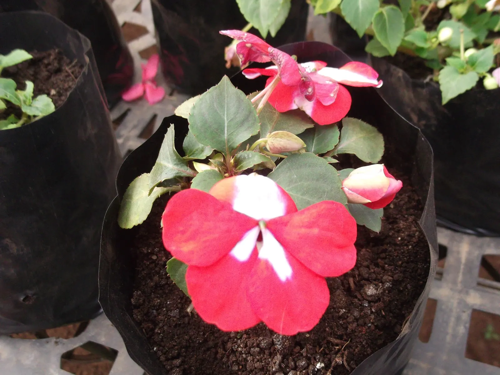New Guinea Impatiens (Impatiens X 'New Guinea') — these annuals flourish in a range of conditions but prefer partial to full shade; while they are more