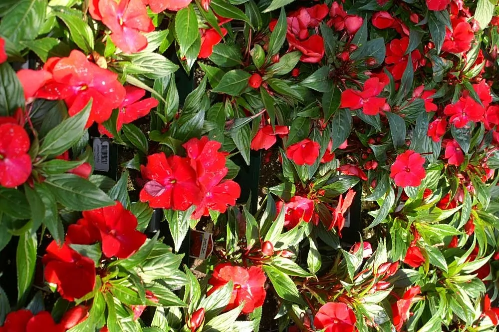 New Guinea Impatiens (Impatiens X 'New Guinea') — New Guinea Impatiens should be planted in rich