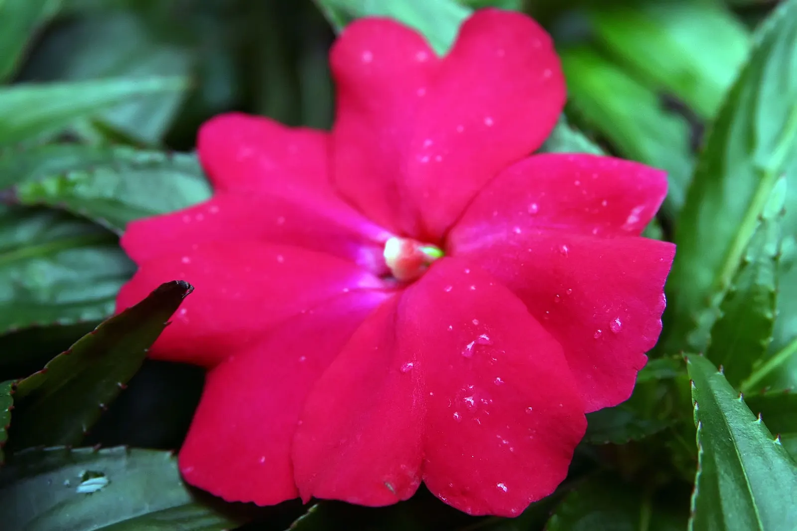 New Guinea Impatiens (Impatiens X 'New Guinea') — well-draining soil with a consistent moisture level; consider mass planting New Guinea Impatiens, image 59