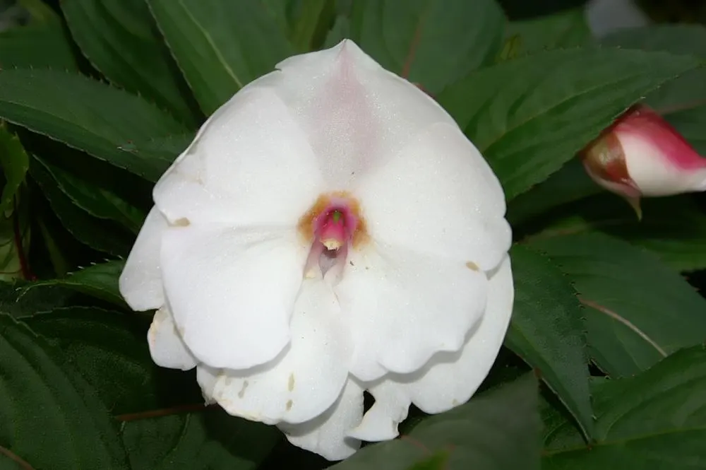 New Guinea Impatiens (Impatiens X 'New Guinea') — Grown for their strikingly large flowers and broad; and hanging baskets with minimal maintenance, image 54