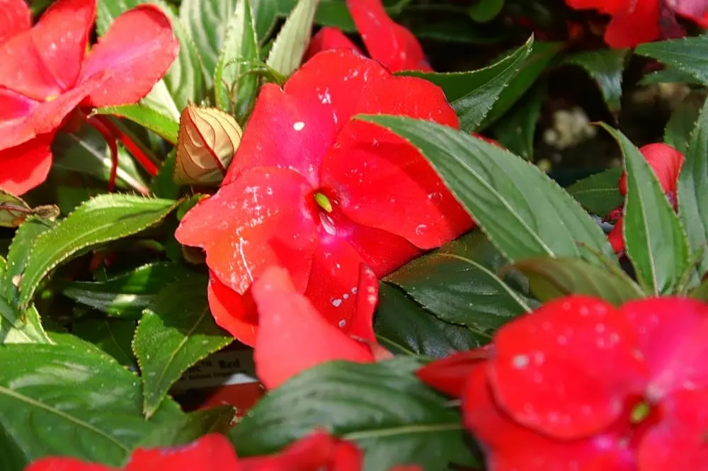 New Guinea Impatiens (Impatiens X 'New Guinea') — lavender and orange and pink and purple and red and white flowers in the garden; providing a, image 67