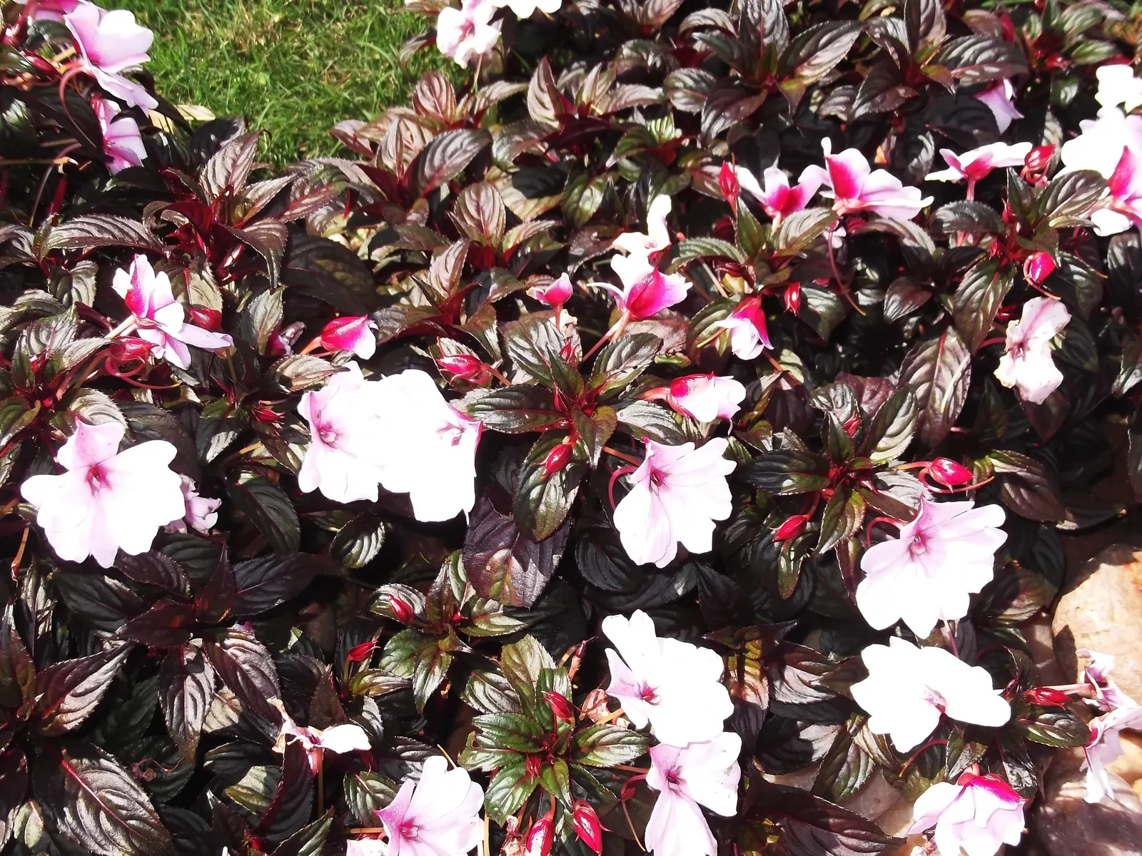New Guinea Impatiens (Impatiens X 'New Guinea') — consider mass planting New Guinea Impatiens for a dramatic effect or use them in borders