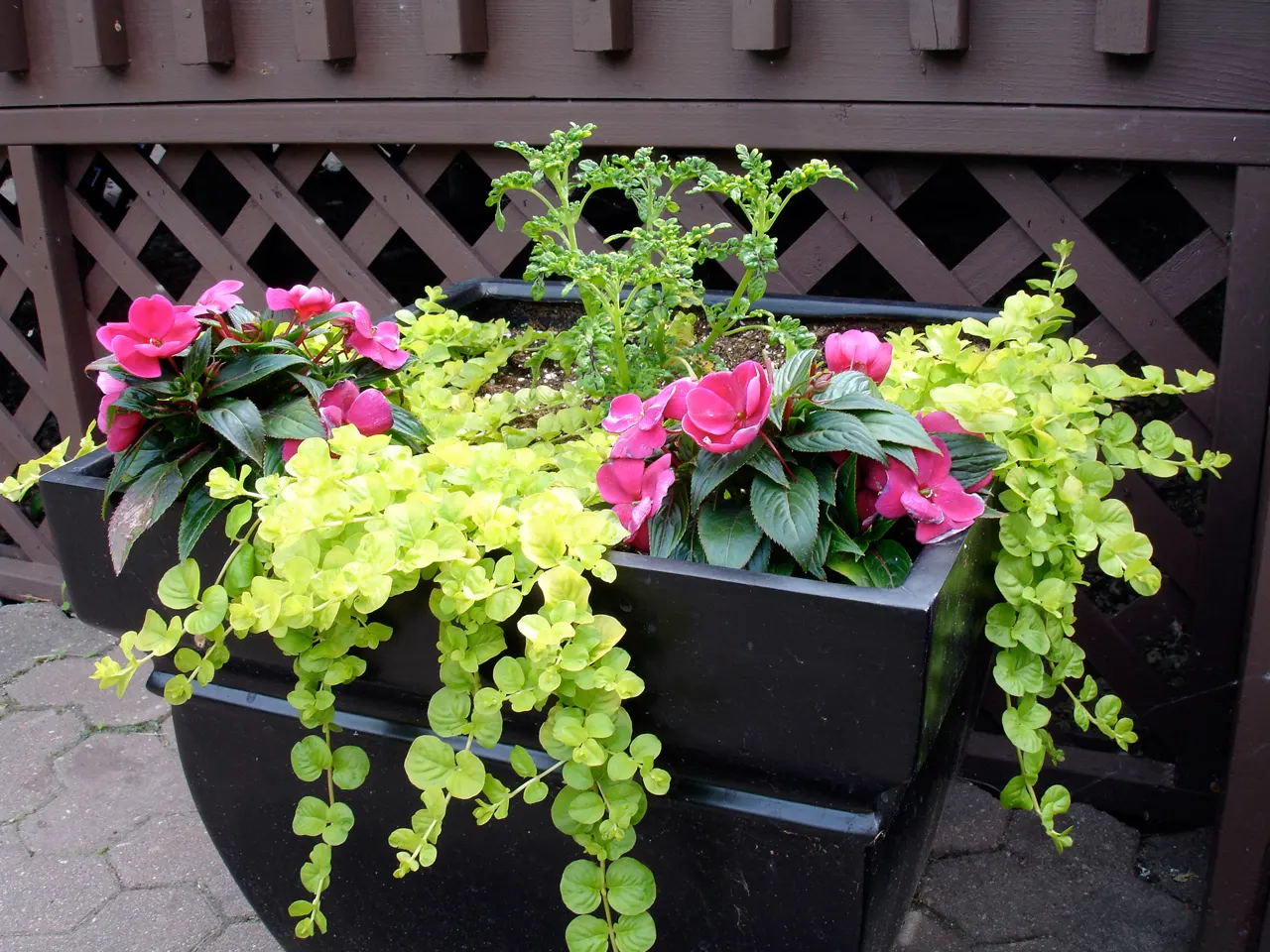 New Guinea Impatiens (Impatiens X 'New Guinea') — or hanging baskets to enliven your client's outdoor space; annual / perennial with lavender and orange and