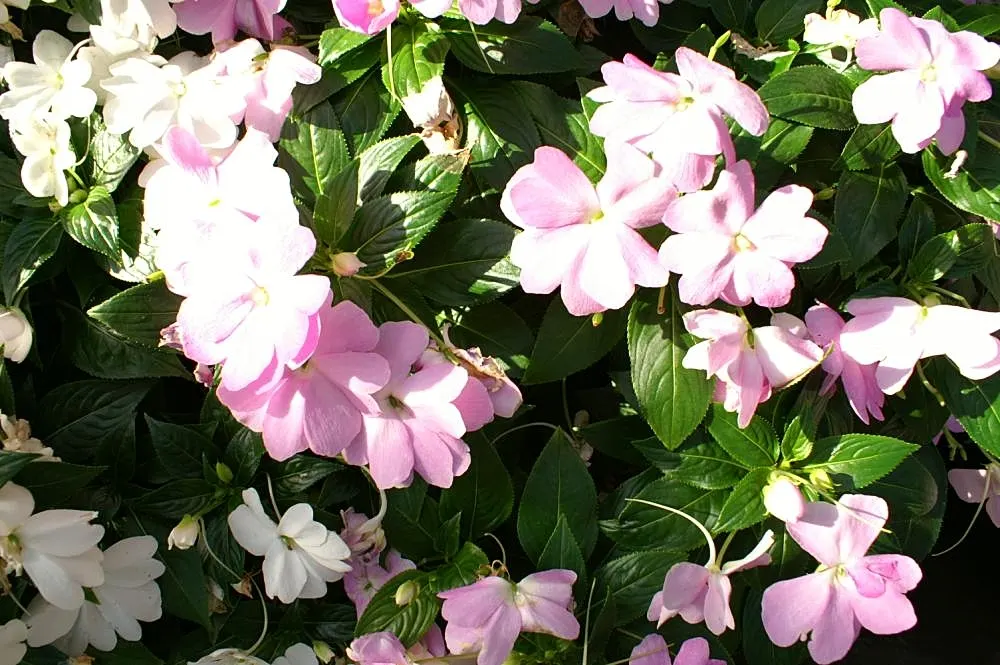 New Guinea Impatiens (Impatiens X 'New Guinea') — While they are more tolerant of the sun than their traditional Impatiens counterparts