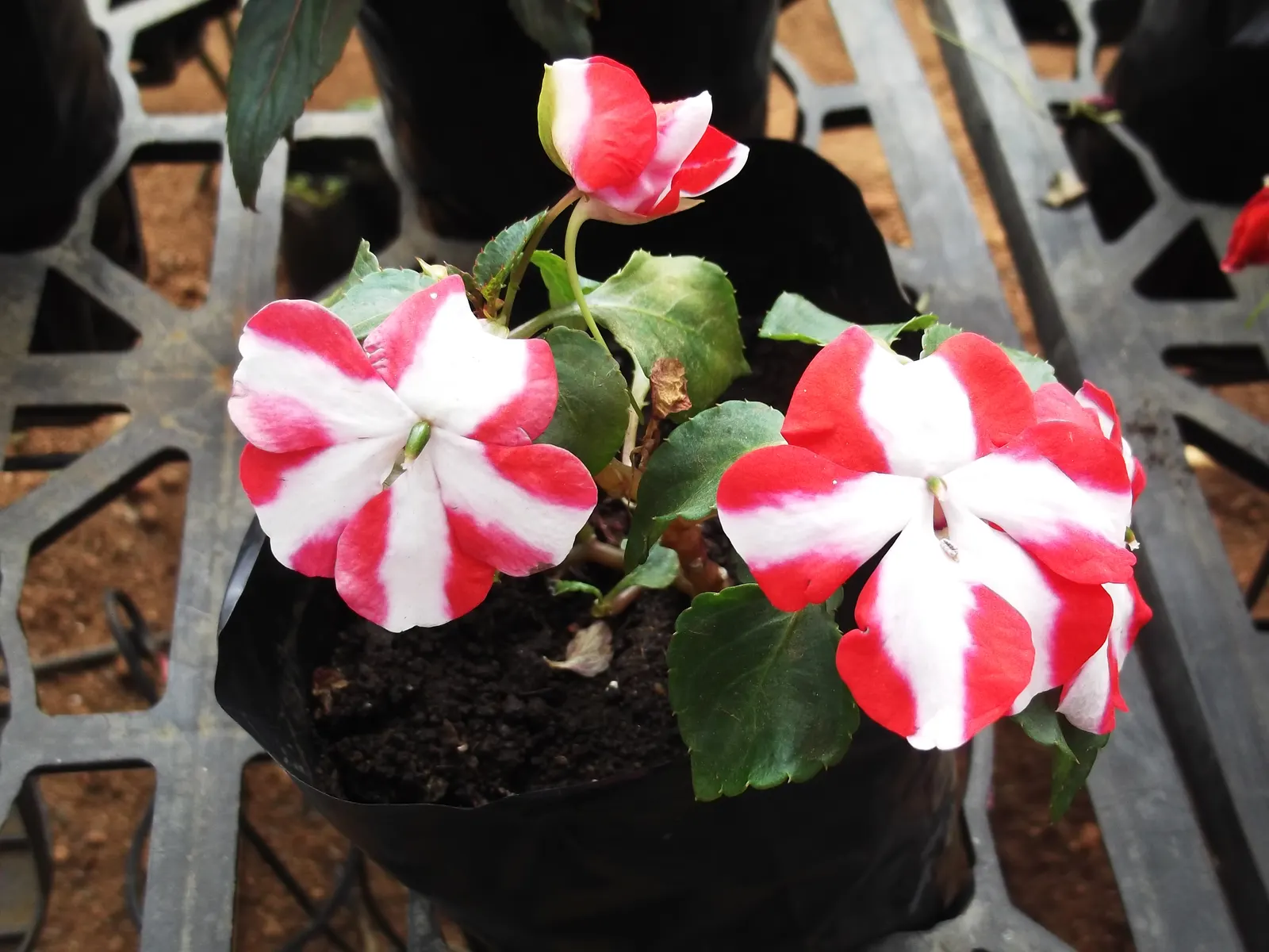 New Guinea Impatiens (Impatiens X 'New Guinea') — they bloom from spring to frost; these annuals flourish in a range of conditions but prefer partial to full