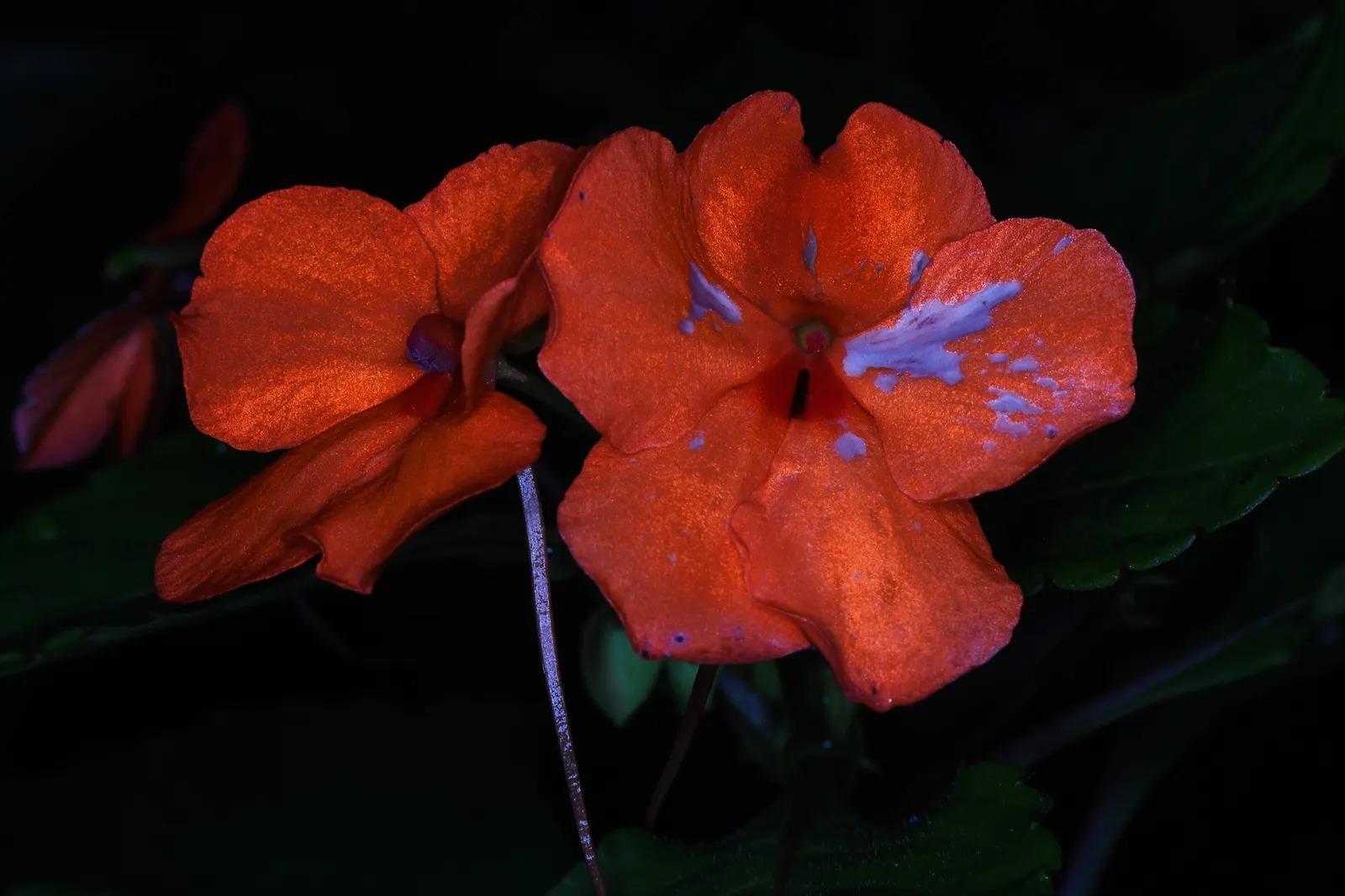 New Guinea Impatiens (Impatiens X 'New Guinea') — making them a low-maintenance option for busy gardeners; herbaceous perennials popular for their, image 63