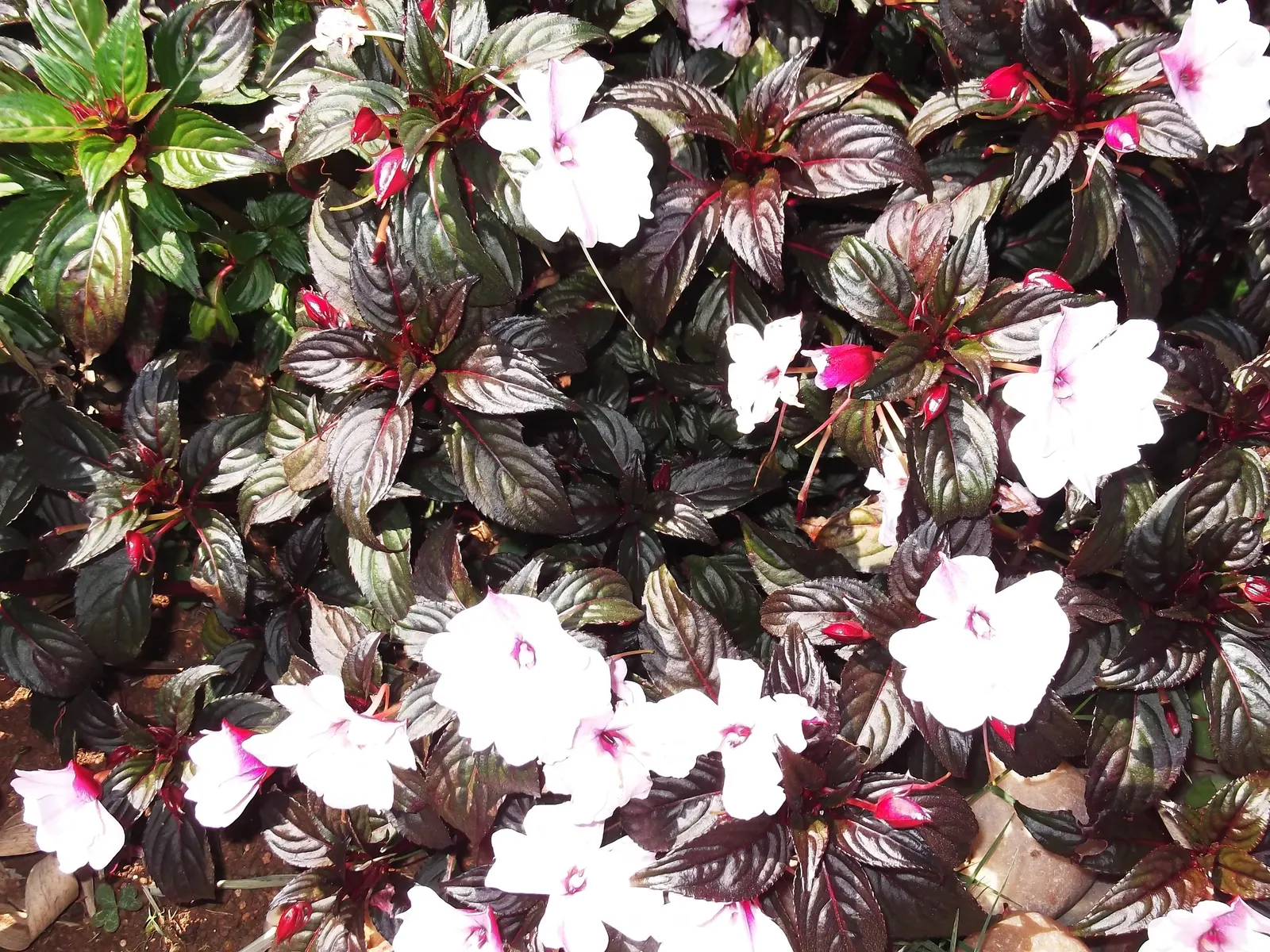 New Guinea Impatiens (Impatiens X 'New Guinea') — Typically reaching heights of 12-24 inches; often exhibiting a glossy texture with shades of green or even