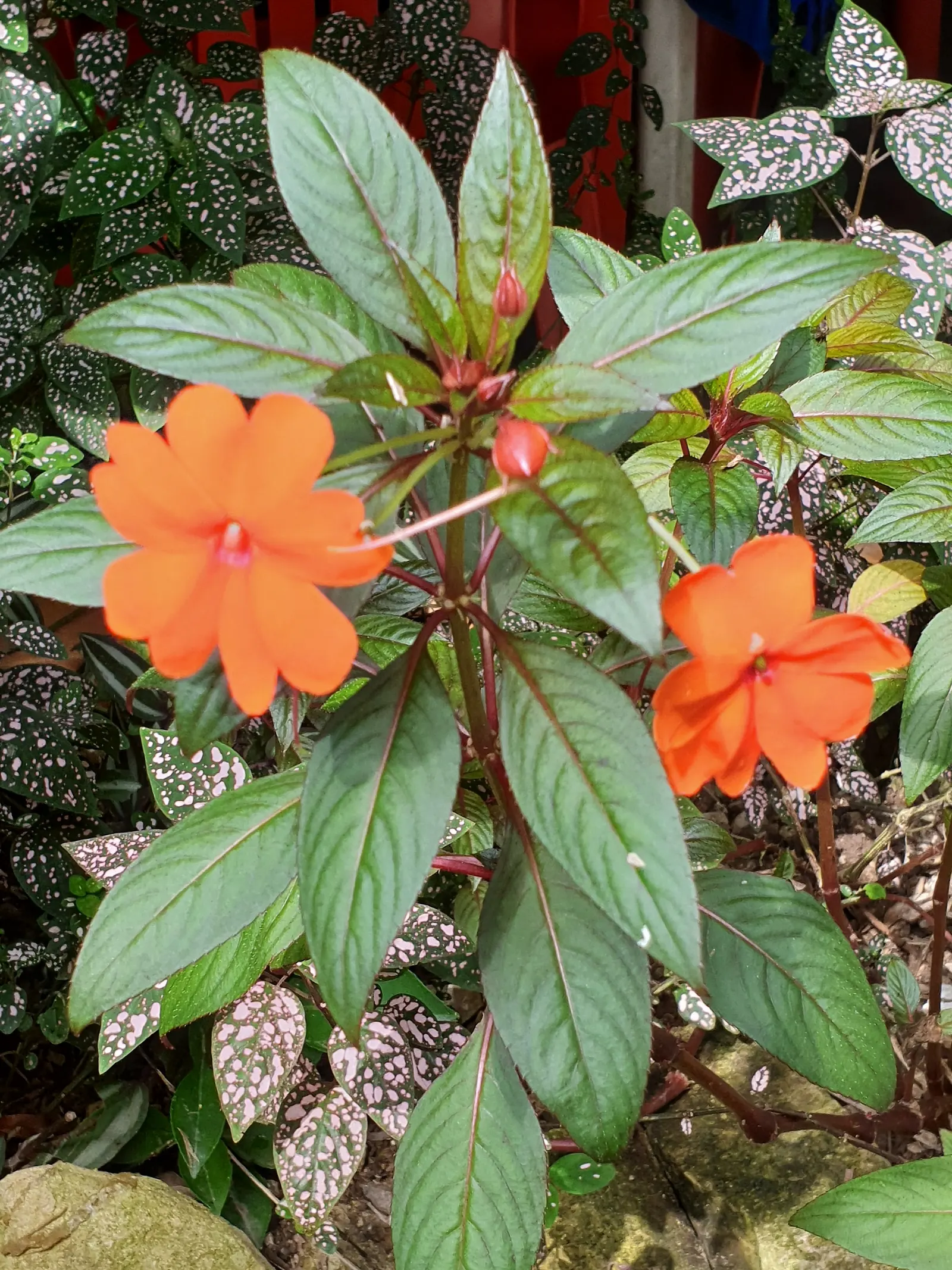 New Guinea Impatiens (Impatiens X 'New Guinea') — New Guinea Impatiens should be planted in rich, image 58