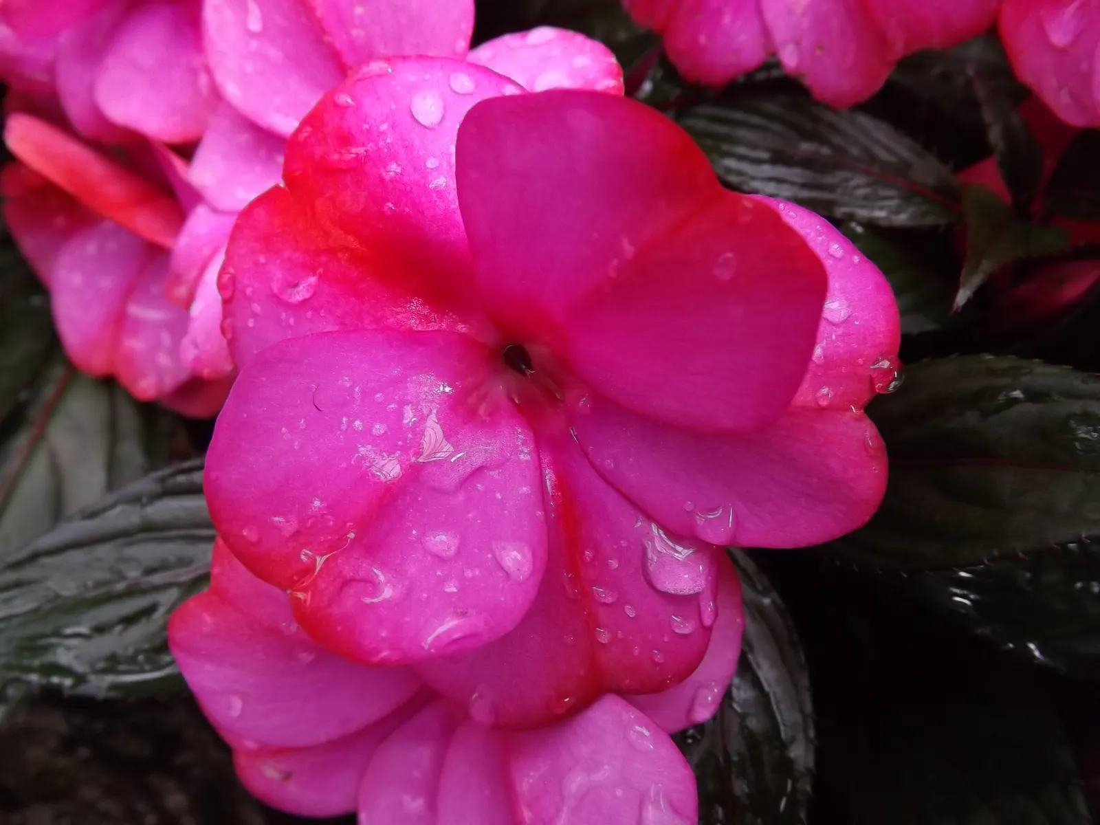New Guinea Impatiens (Impatiens X 'New Guinea') — While they are more tolerant of the sun than their traditional Impatiens counterparts; these, image 60