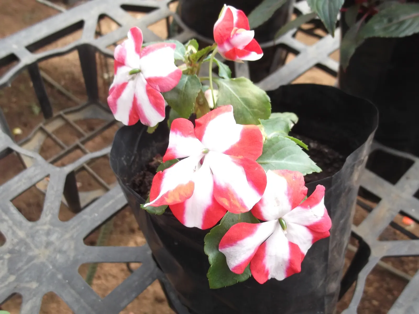 New Guinea Impatiens (Impatiens X 'New Guinea') — herbaceous perennials popular for their lush foliage and bright