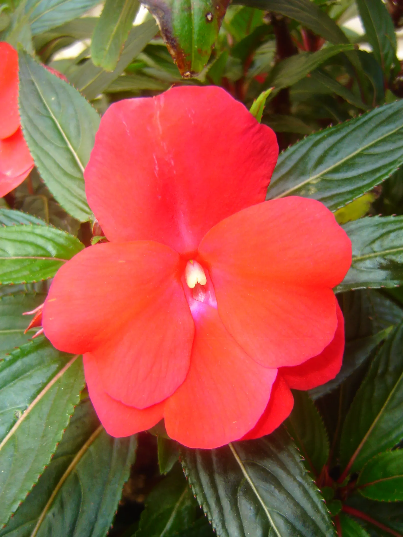 New Guinea Impatiens (Impatiens X 'New Guinea') — Typically reaching heights of 12-24 inches; often exhibiting a glossy texture with shades of, image 71
