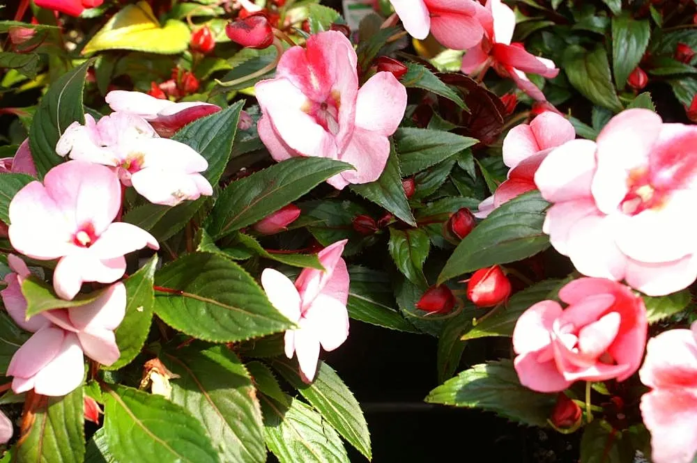 New Guinea Impatiens (Impatiens X 'New Guinea') — providing a continual splash of color to garden beds; these plants are generally free from serious pests and