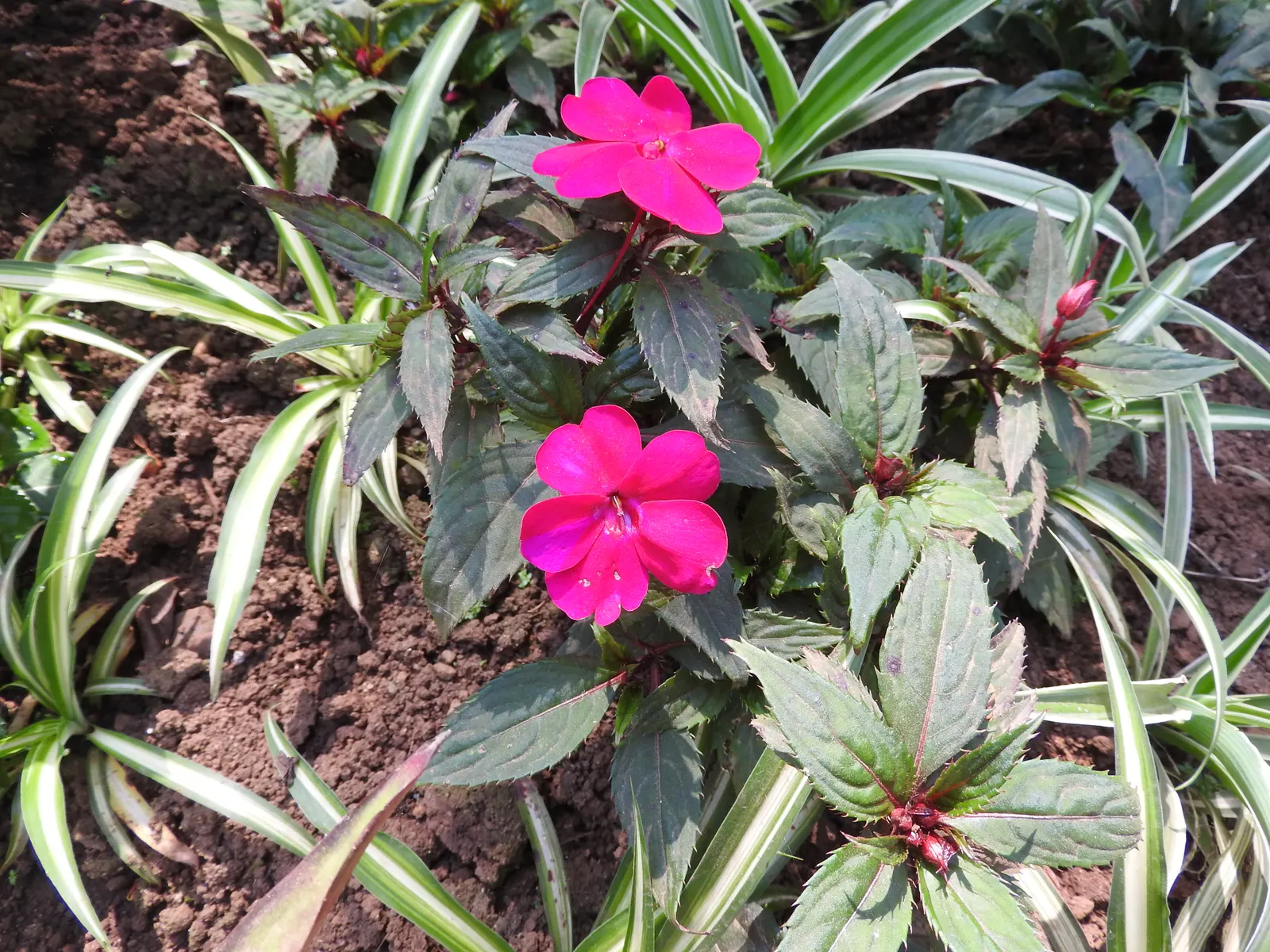 New Guinea Impatiens (Impatiens X 'New Guinea') — periodic watering during dry spells is essential to maintain their lush appearance
