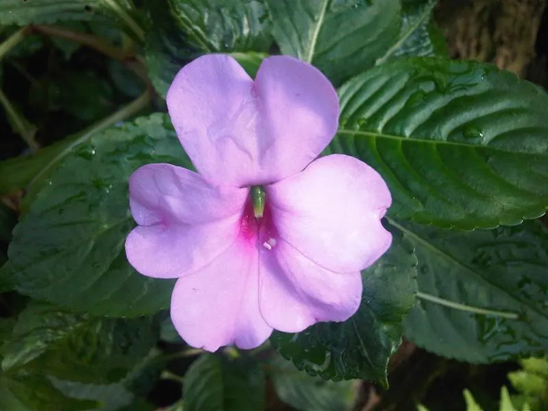 New Guinea Impatiens (Impatiens X 'New Guinea') — annual / perennial with lavender and orange and pink and purple and red and white blooms, image 68