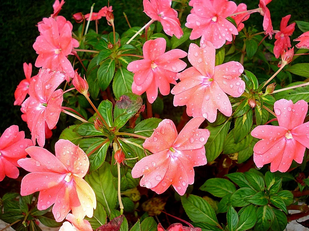 New Guinea Impatiens (Impatiens X 'New Guinea') — they bloom from spring to frost; these annuals flourish in a range of conditions but prefer, image 51